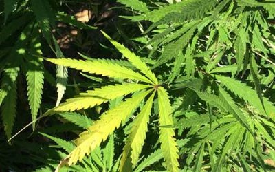 NCSA: Marijuana Still A Problem in Barbados